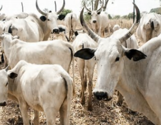 NSCDC arrests nine for cattle rustling, vandalism in Jigawa