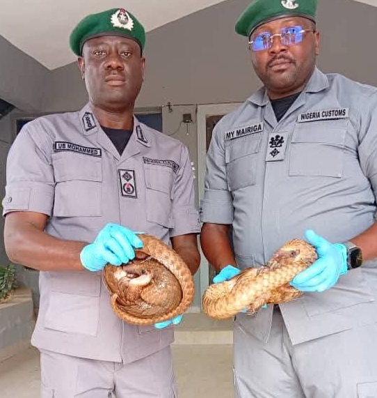Customs Intercepts Live Pangolins, Issues Strong Warning to Wildlife TraffickersRewritten Report: